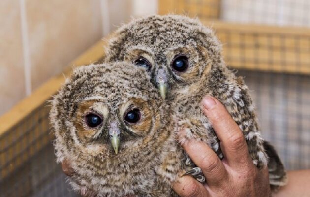 Před stanicí pro handicapované živočichy proběhnou Zvířátkové Vánoce