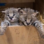 Benjamínci ZOO ve Dvoře Králové nad Labem za rok 2020