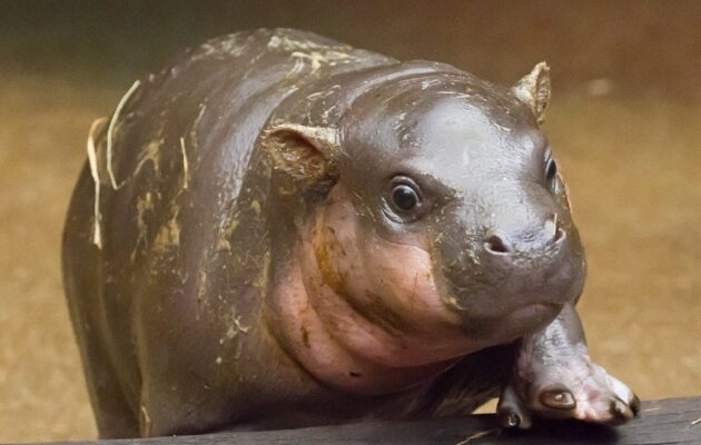 Benjamínci ZOO ve Dvoře Králové nad Labem za rok 2020
