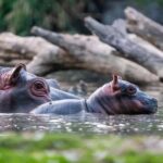 Benjamínci ZOO ve Dvoře Králové nad Labem za rok 2020
