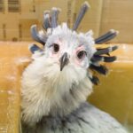 Benjamínci ZOO ve Dvoře Králové nad Labem za rok 2020