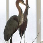 Marabu africký