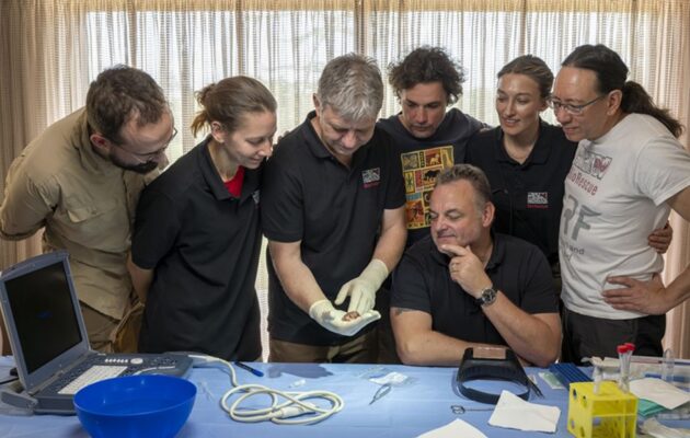 Zásadní průlom. Vědci provedli první úspěšný transfer embrya nosorožce