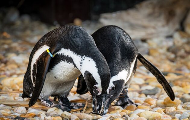 Ve dvorské zoo se vylíhli tři tučňáci, poprvé od zahájení chovu v roce 2022