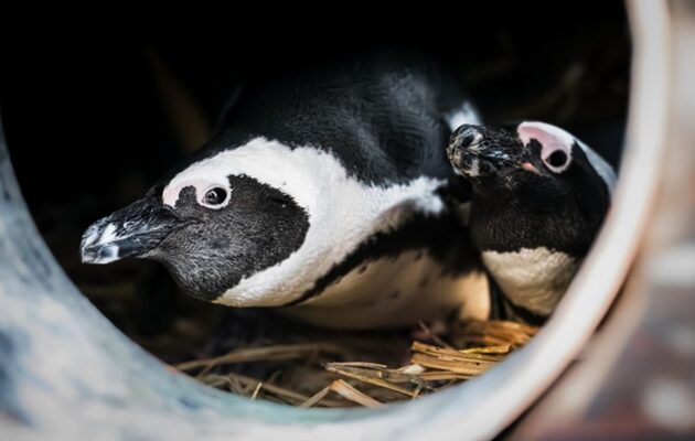 Prvním letošním mládětem Safari Parku je ohrožený tučňák brýlový