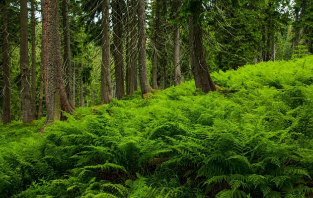 Krkonošský národní park