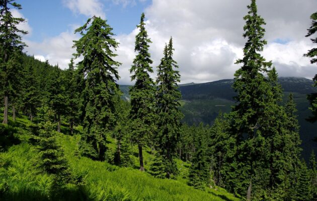 Hranice lesa v Krkonoších oteplováním stoupá půl výškového metru za rok