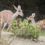 Kudu malý v Safari parku ve Dvoře Králové nad Labem
