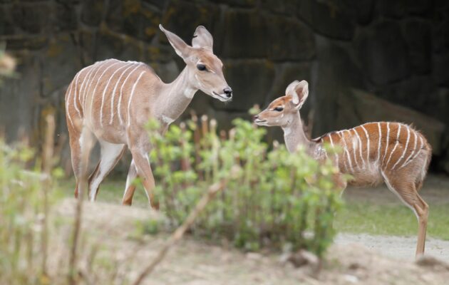 Kudu malý v Safari parku ve Dvoře Králové nad Labem