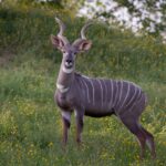 Kudu malý v Safari parku ve Dvoře Králové nad Labem