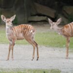Kudu malý v Safari parku ve Dvoře Králové nad Labem