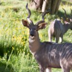 Kudu malý v Safari parku ve Dvoře Králové nad Labem