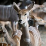 Kudu malý v Safari parku ve Dvoře Králové nad Labem