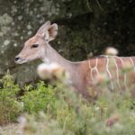 Kudu malý v Safari parku ve Dvoře Králové nad Labem