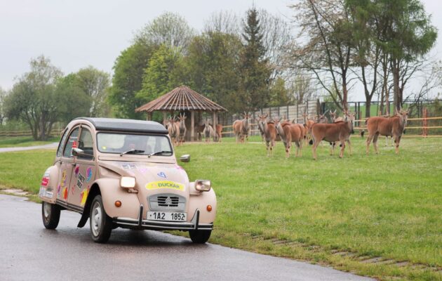 Otevřením areálů safari ve dvorské zoo začala hlavní letní sezona