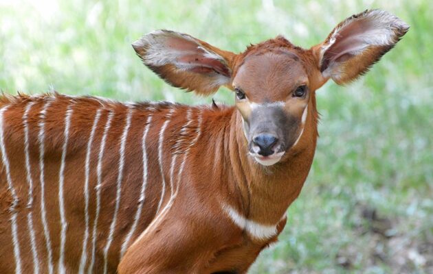 Ve dvorském Safari parku se narodila po osmi letech kriticky ohrožená antilopa