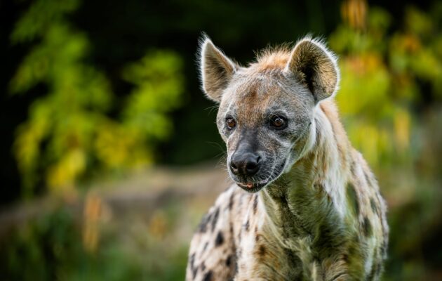 Hospodaření zoo loni skončilo v zisku 580 tisíc korun