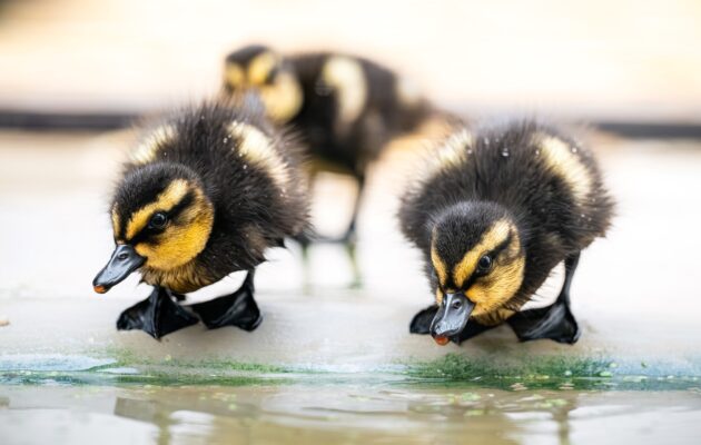 Dvorská zoo poprvé přirozeně odchovala vzácné kachny pižmovky konžské