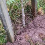 Sázení ovocných stromů na Ovčáku