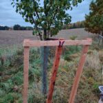 Sázení ovocných stromů na Ovčáku