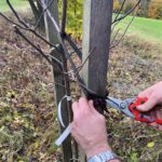 Sázení ovocných stromů na Ovčáku