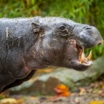 Podzim ve dvorské zoo