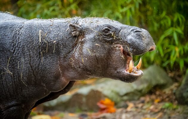 Podzim ve dvorské zoo