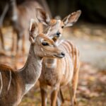 Podzim ve dvorské zoo