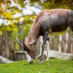 Podzim ve dvorské zoo