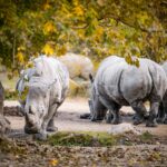 Podzim ve dvorské zoo