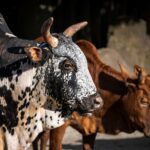 Podzim ve dvorské zoo