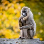 Podzim ve dvorské zoo