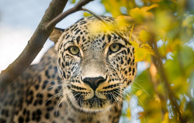 FOTO: Listopad v safari. Podívejte se zvířecí krasavce v podzimních kulisách