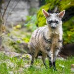 Podzim ve dvorské zoo