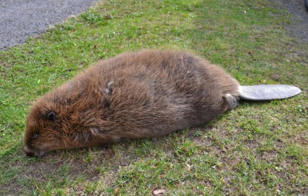 Do Krkonoš se po několika staletích vrátili bobři, jednoho usmrtilo auto