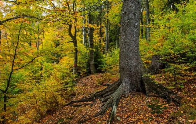 Správa KRNAP obhájila certifikát FSC® o ekologickém lesním hospodaření