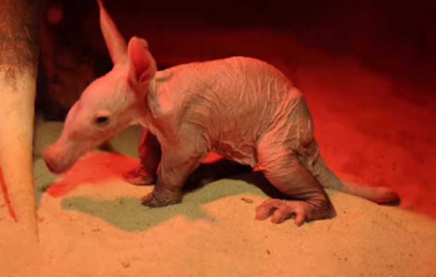 Safari Park Dvůr Králové nad Labem má po dvou letech mládě hrabáče kapského