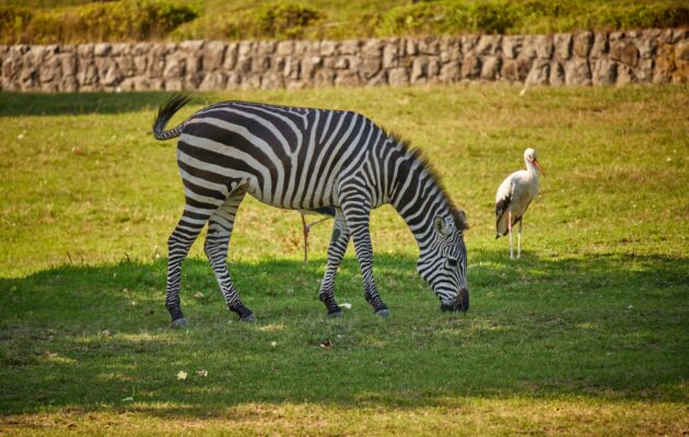 Loňské turistické magnety našeho kraje: Zoo, Adršpach a stezka ve stromech
