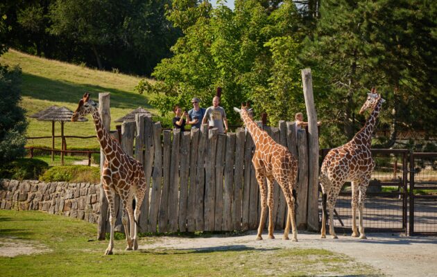 Zoo Dvůr Králové 6. května otevře safari a zahájí letní sezonu, vstupné zdraží