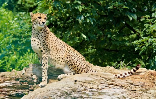 Safari Park Dvůr Králové získal z Polska na posílení chovu dvě gepardí samice