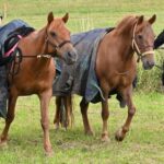 Krkonošské klání