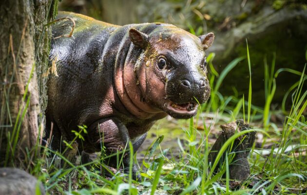 Ve dvorské zoo se narodilo mládě vzácného hrošíka liberijského