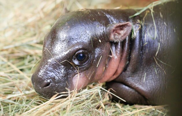 V Safari Parku Dvůr Králové se narodilo mládě vzácného hrošíka liberijského