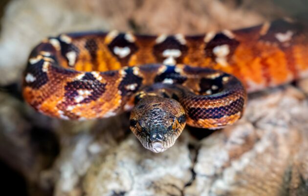 V zoo Dvůr Králové se poprvé vylíhla mláďata hroznýše psohlavého