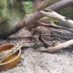 První jarní sobota v Safari Parku ve Dvoře Králové nad Labem
