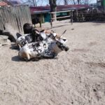 První jarní sobota v Safari Parku ve Dvoře Králové nad Labem