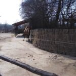 První jarní sobota v Safari Parku ve Dvoře Králové nad Labem