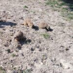 První jarní sobota v Safari Parku ve Dvoře Králové nad Labem