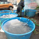 Prodej kaprů u Kauflandu