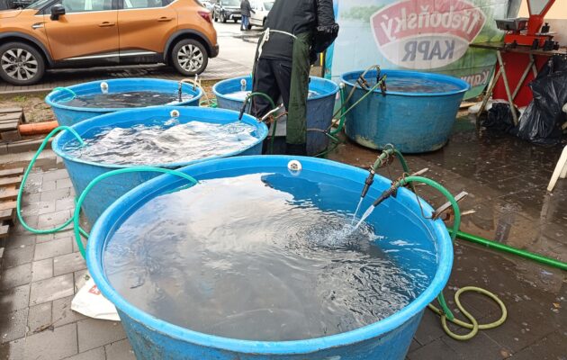 Prodej kaprů u Kauflandu